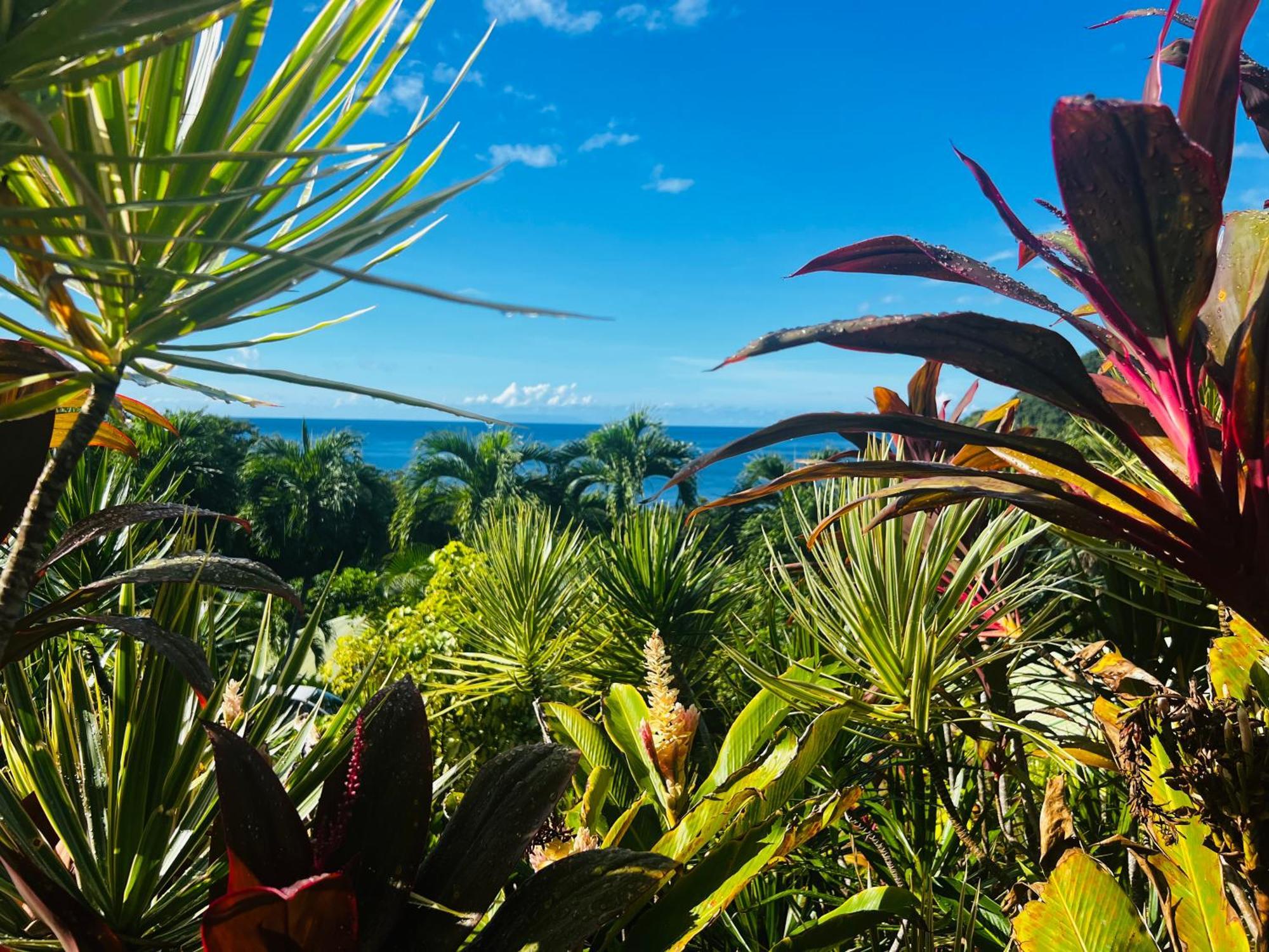 Vue Mer/3Beds/Piscine/Wifi/900 Metres De La Plage Deshaies Εξωτερικό φωτογραφία